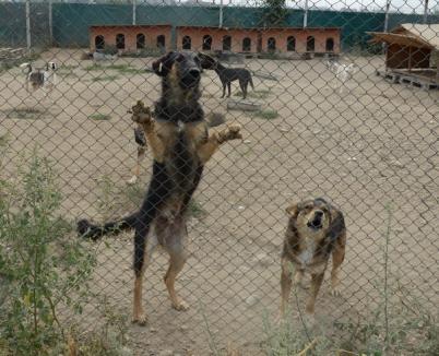 Adăpostul de câini Grivei se închide pentru două luni
